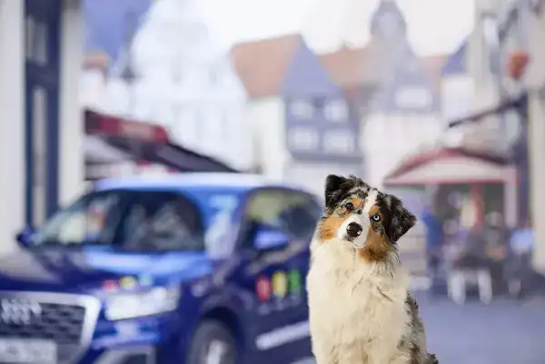 Wächter Andreas Fahrschule: Foto 4