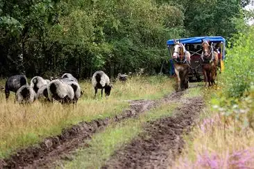 Kutschfahrten Fahrschule Klaus Meyer: Foto 5