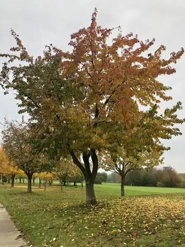 Fahrschule Neukirchen GmbH: Foto 2